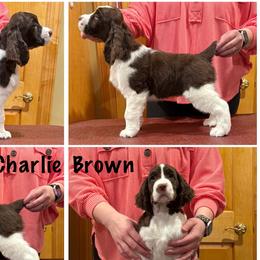 Charlie Brown - Liver and white male English Springer Spaniel puppy in Baxter, Minnesota from Timberwood English Springer Spaniels