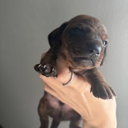Hythlo - Brindle male Dachshund puppy in Conroe, Texas from R&M Dachshunds