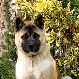 Akita Puppies from Ishikawa Akita's