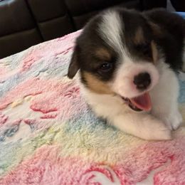 CJ2 Girl - Black and tan Pembroke Welsh Corgi puppy in Dickinson, Texas from Gulf Coast Corgis