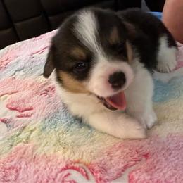 CJ2 Girl - Black and tan Pembroke Welsh Corgi puppy in Dickinson, Texas from Gulf Coast Corgis