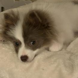 Chevy - Blue parti male Pomeranian puppy in Plano, Texas from Madison Park Poms