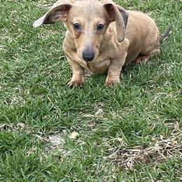 Blair - Sable female Dachshund puppy in Industry, Illinois from KDKs Kennels