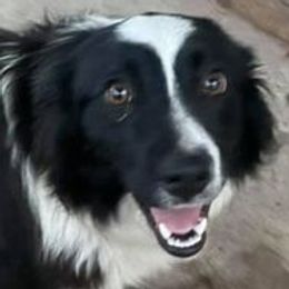 Australian Shepherds and Miniature Australian Shepherds from Parnell Aussies