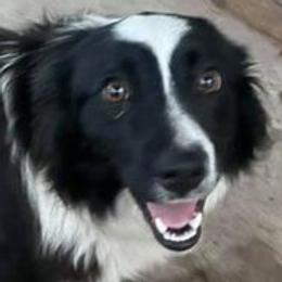 Australian Shepherds and Miniature Australian Shepherds from Parnell Aussies