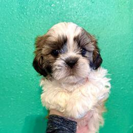 Dustin - Tricolor male Shih Tzu puppy in Stroud, Oklahoma from Laik’s Little Shihtz & Poms