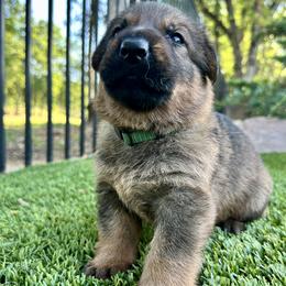 Jasper - Sable male German Shepherd puppy in Sonora, California from Elite Haus K9