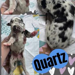 Quartz - Harlequin male Great Dane puppy in Wellsville, New York from Prophecy Danes
