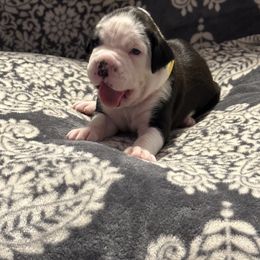 Boxer Puppies from Ocala Wiggle Butt Boxers