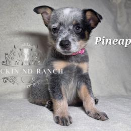 Pineapple - Blue female Australian Cattle Dog puppy in Silsbee, Texas from Rockin ND Ranch