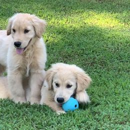 Golden Retrievers from Emerson Retrievers