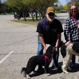 Poodles from Tinker’s Poodles