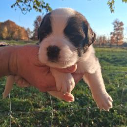 Biscuit - Brown and white male Saint Bernard puppy in Kinsman, Ohio from Coleman Saint Bernards of Ohio