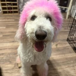 Goldendoodles and Labradoodles from Bs Doodles
