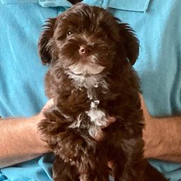 Rosie (Green) - Chocolate female Yorkipoo puppy in Martin, Tennessee from Danza Bolo