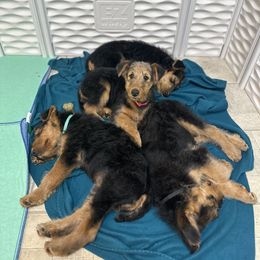 Airedale Terrier and Lakeland Terrier Puppies from Wood Note Airedale & Lakeland Terriers