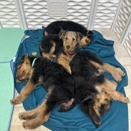 Airedale Terrier and Lakeland Terrier Puppies from Wood Note Airedale & Lakeland Terriers