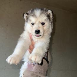 Boy 3 - Sable and white male Siberian Husky puppy in Iron River, Wisconsin from Wiemeri Siberians