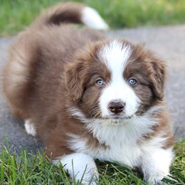 Border Collie Puppies from North Fork Border Collies
