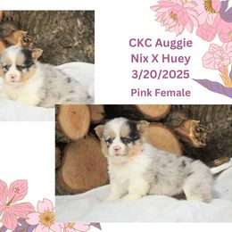 Girl 2 - Blue merle and white American Corgi puppy in Campbellsburg, Indiana from Kates Corgis