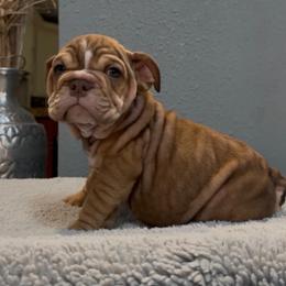 Vince - Fawn male Bulldog puppy in Cumming, Georgia from Happy Place Kennels