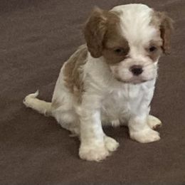 Cavalier King Charles Spaniel Puppies from Mapleview Cavalier King Charles Spaniels