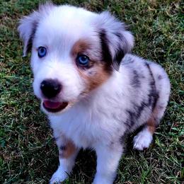 Miniature Australian Shepherd Puppies from Aussies Acre