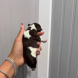 Boy 1 - Parti male Miniature Schnauzer puppy in Santa Ana, California from The_K_Schnauzers