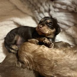 Boy 1 - Chocolate and tan male Dachshund puppy in Laurel, Mississippi from BB's Dotsies