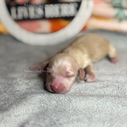 White Oak - Cream male Dachshund puppy in Washington from Beautiful Doxies