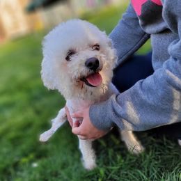 Bichon Frises from Anna's Bichon Frise