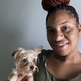 Stella - Yorkshire Terrier