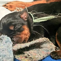 Rottweiler Puppies from Gottlïchen Rottweilers