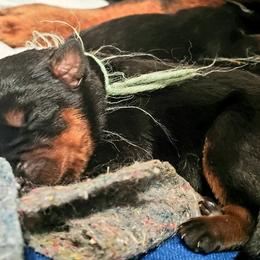 Rottweiler Puppies from Gottlïchen Rottweilers