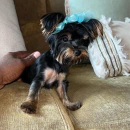 Girl 1 - Black and tan female Yorkshire Terrier puppy in Memphis, Tennessee from Mid-South Yorkie’s, LLC