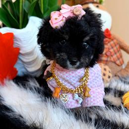 BEAUTY - Black & tan tri-color female Maltipoo puppy in Sugar Land, Texas from Celebrity Maltipoos