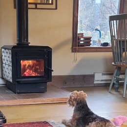 Giant Schnauzer and Lakeland Terrier Puppies from Lazy VL Lakelands