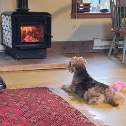 Giant Schnauzer and Lakeland Terrier Puppies from Lazy VL Lakelands