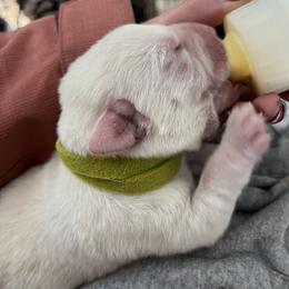 Labrador Retriever and Pembroke Welsh Corgi Puppies from Burress Family Farm and Kennels