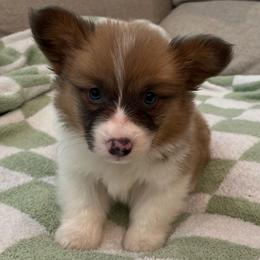 Orion (sable bluie fluffy) - Sable and white male American Corgi puppy in Waco, Texas from The Comma Corgis