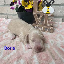 Boris - Cream male Dachshund puppy in Grant, Michigan from Low Down Dashchuand