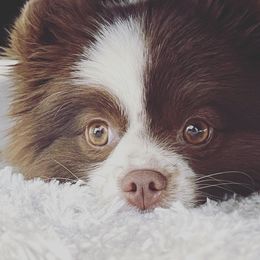 LiliKoi  - Pomeranian