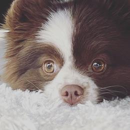 LiliKoi  - Pomeranian