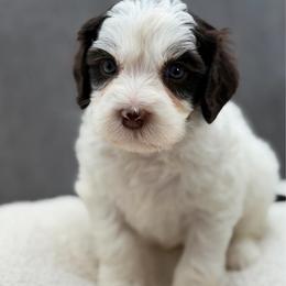 Flo - Chocolate female Australian Labradoodle puppy in Denton, Texas from Liberty Hill Labradoodles