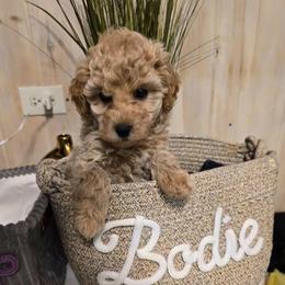 Bodie - Cream male Maltipoo puppy in Nokomis, Florida from Sunset Farm Florida