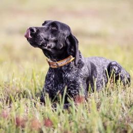 German Shorthaired Pointers from Prairie Valley Gundogs