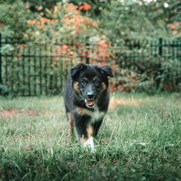Companion Cross Puppies from Red Maple Farm
