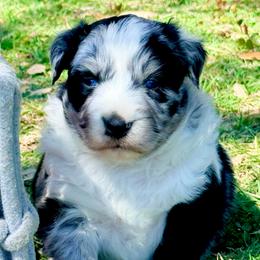 Ember - Blue merle female Australian Shepherd puppy in Mineral Wells, Texas from A6 Australian Shepards