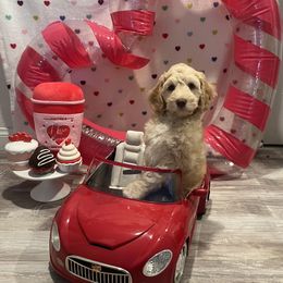 Australian Labradoodle Puppies from Little Kingdom Doodles