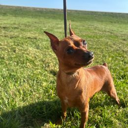 JJ - Red female Miniature Pinscher puppy in Claypool, Indiana from Valjalu’s Minianture Pinschers